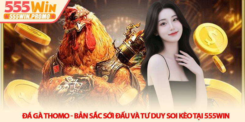 Đá gà Thomo - Bản sắc sới đấu và tư duy soi kèo tại 555Win 1 Đá gà Thomo - Bản sắc sới đấu và tư duy soi kèo tại 555Win